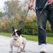 Vivaglory Traffic Handle Dog Leash - 1.5m Reflective Design with 2 Padded Handles - Strong & Durable Training Leash for Dogs - Gray - Buy Online on GoSupps.com