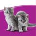 whiskas Kitten 2-12 Months Milky Treats 55g Milk 55 g (Pack of 1) - Buy Online on GoSupps.com