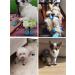 HeiqLay Anti-Slip Socks for Dogs & Cats | Paw Protection & Traction | 4 Sets - Silicone Gel Indoor Socks - Buy Online on GoSupps.com