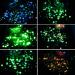 Glow in The Dark Chunky Glitter 12 Boxes Luminous Iridescent Tiffany Rose Yellow Flakes - DIY Nail Art and Body Glitter - Buy Online on GoSupps.com