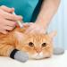 Anti-Scratch Cat Shoes - Adjustable Non-Slip Protection for Kittens | Polyester Paw Socks for Scratching Prevention - Buy Internationally! - Buy Online on GoSupps.com