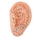 Verdant touch ear acupuncture points model ear acupuncture points model 40 cm professional PVC ear zone massage model for exact ear acupuncture medical dots
