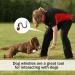 High-Frequency Dog Whistle & Clicker Set - R tter Refraction Training Tools for Barking Control & Recall - 2 Packs in Black & Red - Buy Online on GoSupps.com