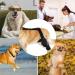 Dog Knee Brace - Dog ACL Knee Support Brace Rear Leg Stabilizer for Small Dogs Neoprene Hip Brace with Adjustable Traction Belt for Cruciate Ligament Injury Joint L left - Buy Online on GoSupps.com