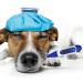 Pet Thermometer Digital Veterinary Thermometer Waterproof Digital Thermometer for Pets Pet Thermometer with Reminder Function Thermometer for Dogs Cats Horse Cattle Pigs Sheep - Buy Online on GoSupps.com