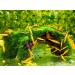 Forest Aquatics Moss Covered Log Shrimp Cave - Buy Online on GoSupps.com