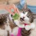 Cat Snacks Treats - Cat Paw Biscuits Oral Cleaning Kitten Treats Healthy Cat Treats Dry Cat Treats Natural Cat Biscuits Cat Food Treats - Buy Online on GoSupps.com