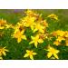 SeedsUA - St. John's Wort Medicinal Perennial Herb for Planting - Buy Online on GoSupps.com