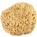 Medium Sea Wool Sponge 4-5 inches - Bath & Shower Express - Natural Renewable Resource - Buy Online on GoSupps.com
