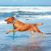 Shop Wolfone 6m Viridiangr n Waterproof Dog Tow Lines - Durable Training Leash for Recall Swimming Camping & Outdoor Adventures - Buy Online on GoSupps.com