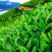 100g Th vert de Th Biluochun de Chine Th Vert - Buy Online on GoSupps.com