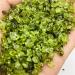 100g Natural Peridot Quartz Crystal Stone Rock Chips LuckyNatural Stones Minerals th Decoration Furnishing Natural Stones Reiki Crystal Stone - Buy Online on GoSupps.com
