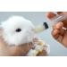 Pet Feeding Bottle & Syringe Set with Silicone Nipples - Ideal for Dogs, Cats, Puppies, and Wild Animals - Buy Online on GoSupps.com