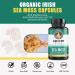 Ancient Bliss Organic Irish Sea Moss Pills - 120 Capsules - Buy Online on GoSupps.com