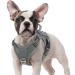 Rabbitgoo dog harness Small dogs anti -train crockery dog adjustable with handles widened robust and wear -resistant tactical dog dishes with metal buckles for hiking (S gray) S (1 Pack) gray