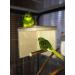 Natural Budgie Sleeping House with Perch - Top Bird Accessories for a Comfortable Cage - Buy Online on GoSupps.com