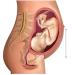 Jengo Maternity Shorts High Waist Over Bump Maternity Knickers Underwear for Pregnancy - Black, Size L - Buy Online on GoSupps.com