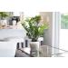 Costa Farms ZZ Plant in 12-Inch White-Natural Dcor Planter for Great Room Decor - Buy Online on GoSupps.com