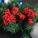 HOMSFOU 50 Pcs Artificial Red Fruit Xmas Holly Berries Stems Simulation Red Berries Holly Berries for Crafts Fake Holly Berries Desk Topper Christmas Tree Picks Plastic Fake Branch Berry - Buy Online on GoSupps.com