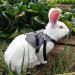 Wosume Rabbit Leash & Clothes - Cotton Accessories for Small Rabbits | International Shipping - Buy Online on GoSupps.com