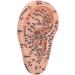 Buy Ear Acupuncture Point Model - Clear Display for Classrooms | International Shipping Available - Buy Online on GoSupps.com