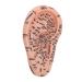 Ear Acupuncture Point Model Clearly Visible Ear Acupuncture Display Model Prevents Fading for Classroom