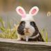 Xuniea Mini Hand Knitted Hat - Pet Costume Accessories for Small Animals - Buy Online on GoSupps.com