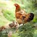 AniForte WermiX Powder for Chickens Geese Ducks and Large Birds 20g - Natural Product Before During and After Worm Infestation and Deworming - Buy Online on GoSupps.com