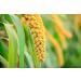 Hulled Millet 6 lbs - Whole Grain Seeds - Kosher & Raw - Bulk Pack of 1 - Buy Online on GoSupps.com