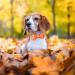 Aring Pet Autumn Dog Collar - Cute Yellow with Bow Adjustable Perfect for Small & Medium Dogs - Pack of 1 - Buy Online on GoSupps.com