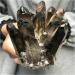 Crystal Rough Natural Crystal Rough Beautiful Natural Black Smoky Quartz Crystal Cluster Home Office Aquarium Decoration (Size : 800-900g) - Buy Online on GoSupps.com