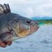10PCS Premium Soft Shrimp Fishing Lures Set with Sharp Hooks - Ideal for Freshwater and Saltwater Fishing - Syosisny - Buy Online on GoSupps.com