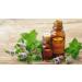Muse Bath Apothecary Study Ritual Room Mist - Aloe, Eucalyptus, Peppermint Essential Oils - 4oz Spray for Focus & Awareness - Buy Online on GoSupps.com