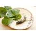 Mokkosu Japanese Classic Grater for Wasabi & Ginger - Size L Made in Japan | Premium Quality Kitchen Tool for Authentic Japanese Cuisine - Buy Online on GoSupps.com