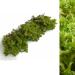 Fresh Sphagnum Moss- Live Moss 500g/1kg - Natural Sphagnum Moss Ideal for Terrariums Live Plant Displays and Wreaths (500g)