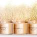 Makeup Revolution Banana Loose Baking Powder 32g - Long-lasting Setting Powder for Medium Skin Tones - Buy Online on GoSupps.com