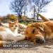 AniForte Calcium Powder for Dogs and Cats 100g - Natural Source of Calcium Supports Bones and Teeth Eggshell Powder for Barfen High Bioavailability Lab Tested - Buy Online on GoSupps.com