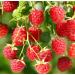 Red Raspberry Seed Oil Organic Cold Pressed Unrefined Natural 2 Fl Oz - Buy Online on GoSupps.com