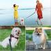 Vivifying Dog Training Leads 2m Double Ended Lead for Dogs with 2 Handles for Puppy Walks and Close Control 1.5cm x 2m - Buy Online on GoSupps.com