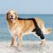Dog Knee Support Brace Dog Knee Support Brace Brace Behind Leg Neoprene Hip Brace Adjustable Traction Belt Stabilizer for Torn ACL Leg M left - Buy Online on GoSupps.com