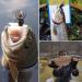 YZD Trout Fly Fishing Flies Collection - Dry Wet Nymph Assortment with Fly Box - 12/16/18/22/36 Kits - Buy Online on GoSupps.com