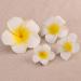 FRCOLOR 4Pcs Hawaiian Flower Hair Clip | Plumeria Hairpin for Kids & Women | Beach Foam Hair Accessories - Buy Online on GoSupps.com