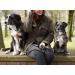 Leitengr n Dog Leash for Big Dogs | 3M Adjustable with 2 Carabiners | Lightweight 300g | Devon Model | Gray Pigeon Gray - 3m x 1.1cm - Buy Online on GoSupps.com