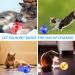 Ghost Hunting Cat Ball Toy - LED Light Interactive Pet Toy for Cats and Dogs - 6 Piece Set - Buy Online on GoSupps.com