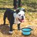 4 Pack Collapsible Dog Bowls with Carabiners - Portable Pet Travel Bowls for Feeding and Water - Blue, Green, Light Blue, Light Green - Buy Online on GoSupps.com