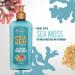 Mielle Organics Sea Moss Anti-Shedding Conditioner 8 Fl Oz - Stop Hair Shedding with Natural Ingredients - Buy Online on GoSupps.com
