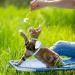 Adjustable Tiesome Cat Dishes with Leash & Collar Set - Color Gradient Kitten Dishes for Outdoor Walks (Green) | International Shipping Available - Buy Online on GoSupps.com