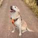 Buy Heele No-Pull Dog Harness & Large Dog Crockery - Softly Breathable Adjustable Reflective Dishes in XL University Orange - Buy Online on GoSupps.com