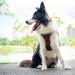 Phoepet Reflective Adjustable Dog Harness - Training Handle 2 Metal Leash Hooks 3 Snap Buckles 4 Slide Snaps - Black Medium Vest - Buy Online on GoSupps.com