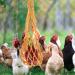SEWOART 3pcs String Parrot Hooks Poultry Feeder Bags Hanging Feeder for Hens Net Bag Mesh Chicken Feed - Buy Online on GoSupps.com